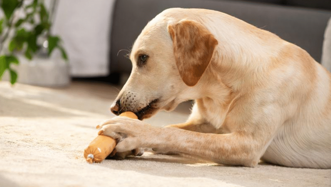 Benji liebt die Wurst