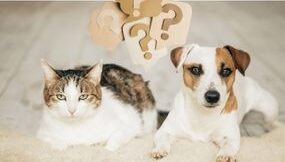 Vortrag : Futter - Dschungel